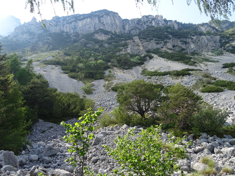 Rupicapra rupicapra.....dal Trentino Alto Adige